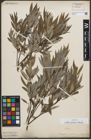 Foto von Salix sericea Marshall